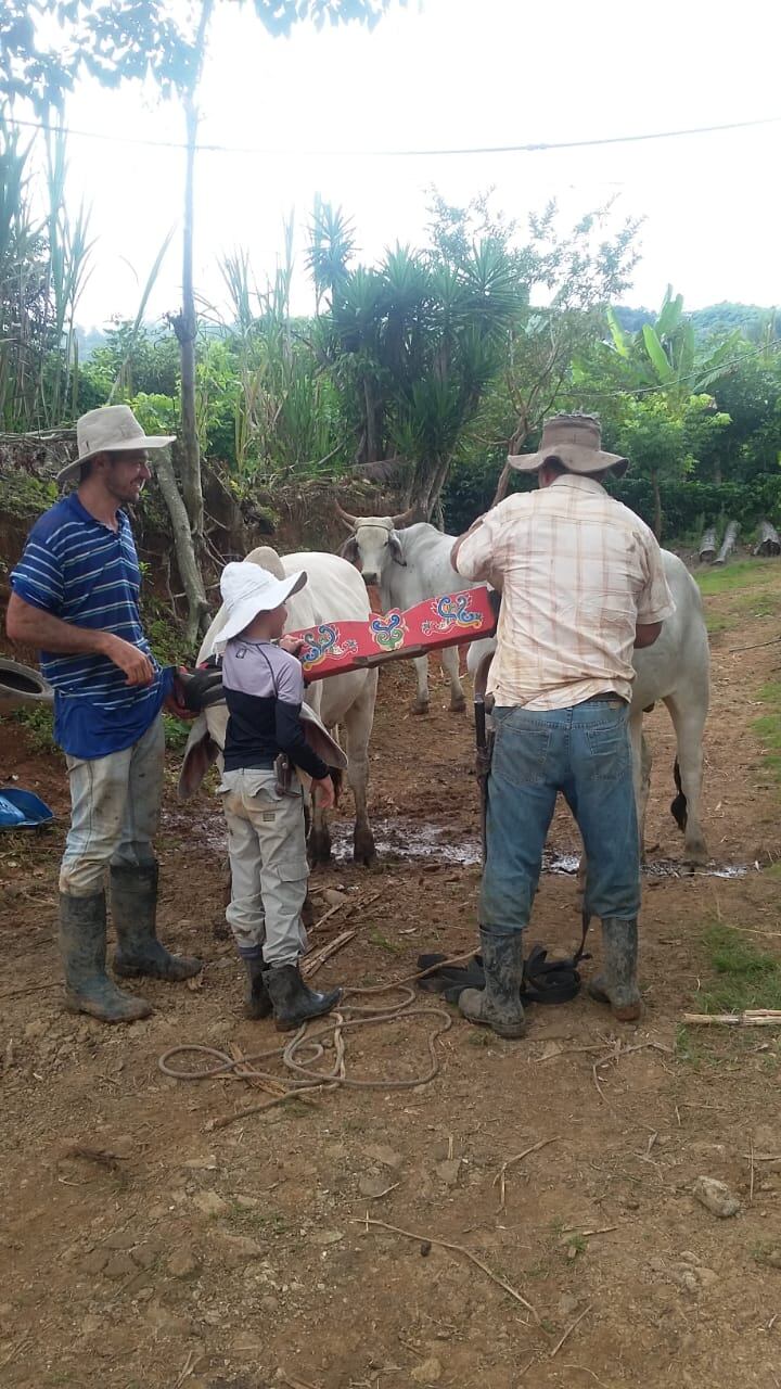 San Rafael de Platanares de Pérez Zeledón es un hermoso pueblito en el cual casi todas las casas tienen bueyes, carreta y trapiche, por eso a la hora pico, cuando se saca el café a media mañana, la presa es de carretas con bueyes. En la foto don Domingo Navarro, gran boyero que falleció hace cuatro meses. En la foto doña Francela Jiménez Fernandez y su esposo Jeicer Navarro Cruz