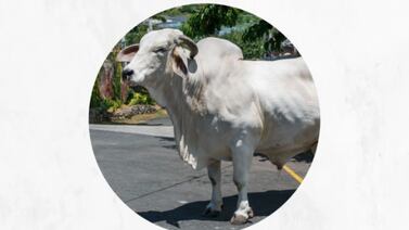 Muere uno de los toros más queridos de Costa Rica y famositicos lamentan noticia