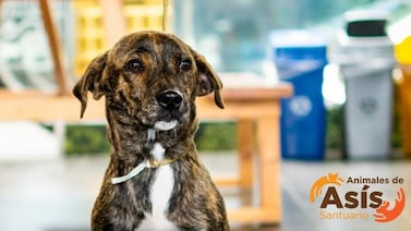 Cierre el 2023 adoptando un peludito