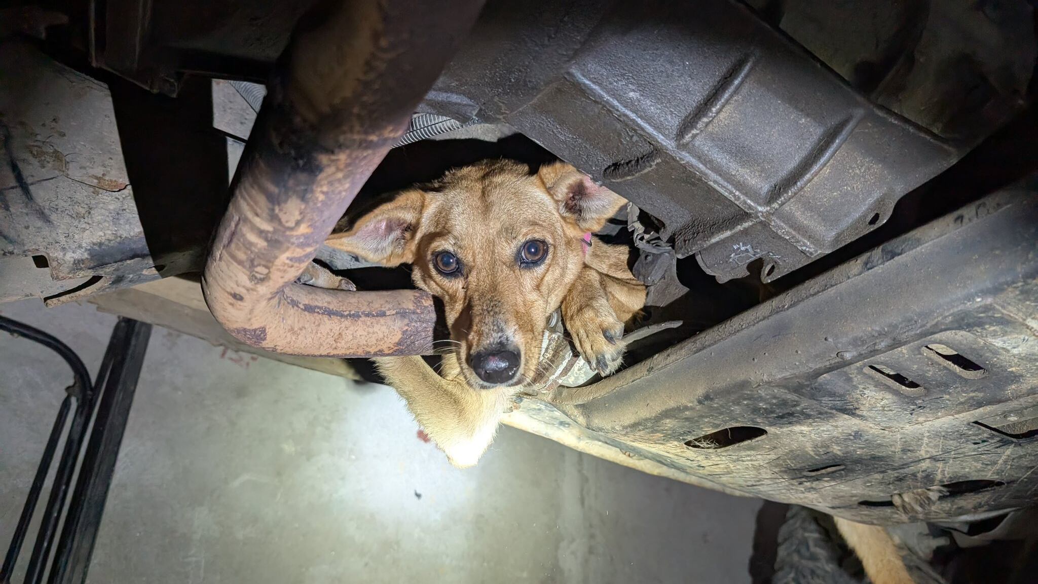 Un peludito estuvo en serios problemas cuando quedó atrapado en el chasis de un carro en Liberia, Guanacaste. Foto: Bomberos