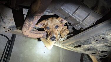 Bomberos atienden emergencia de un perro que se metió en el chasis de un carro