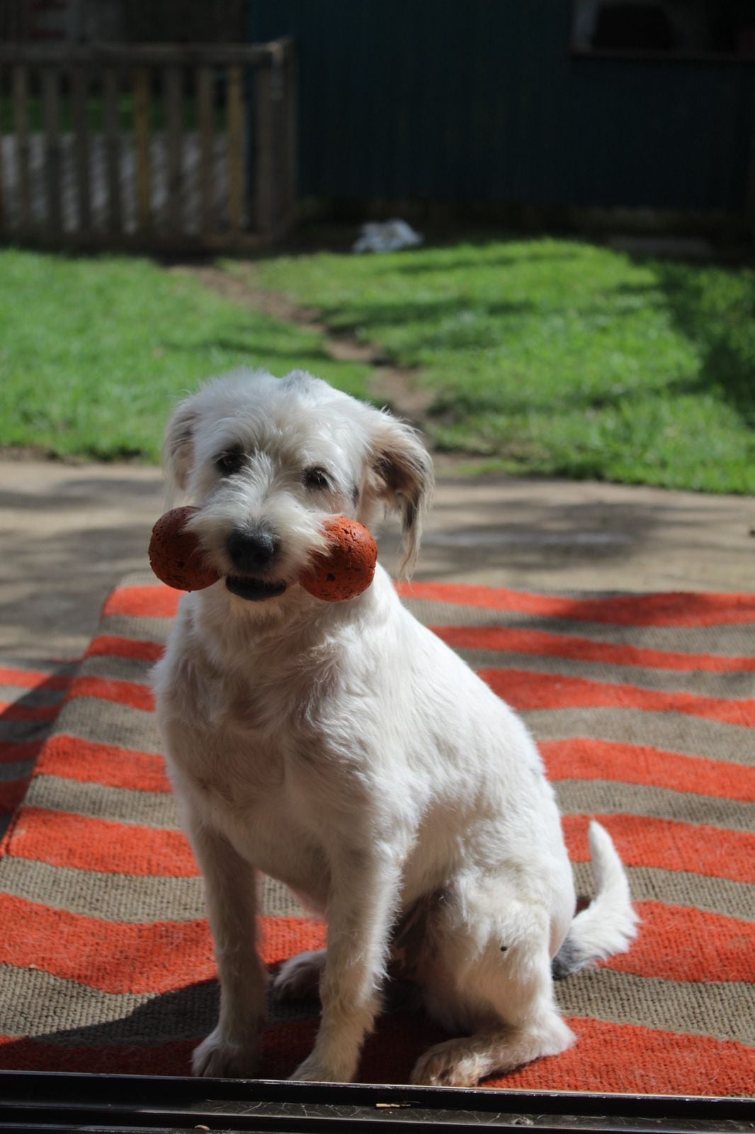 Coco venció una grave enfermedad que casi lo mata, gracias al amor de Andrea Prado, quien además mantiene a 28 perros rescatados y ahora necesita ayuda para seguir adelante
