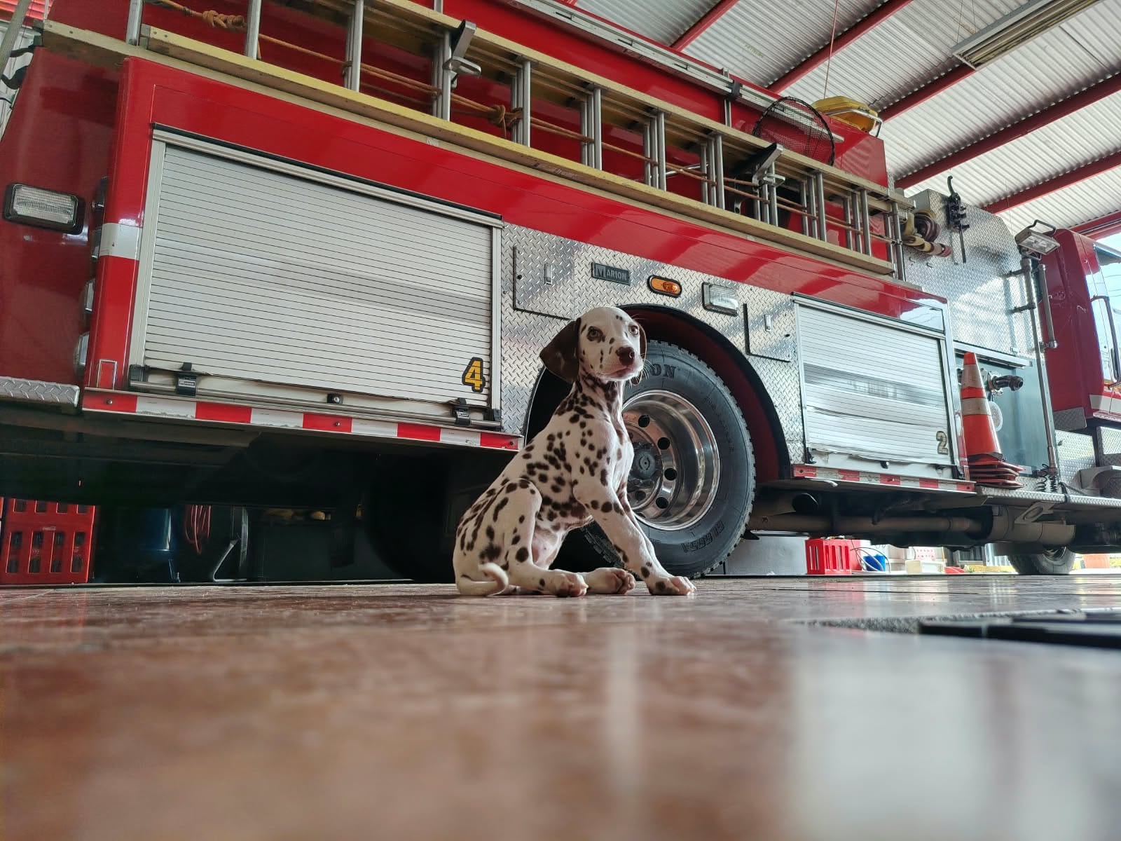 Malta es una cachorra dálmata de aproximadamente tres meses que acaba de incorporarse a la Estación de Bomberos de Garabito.
