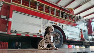 Estación de Bomberos tiene una nueva integrante que promete ayudar y robar muchos corazones