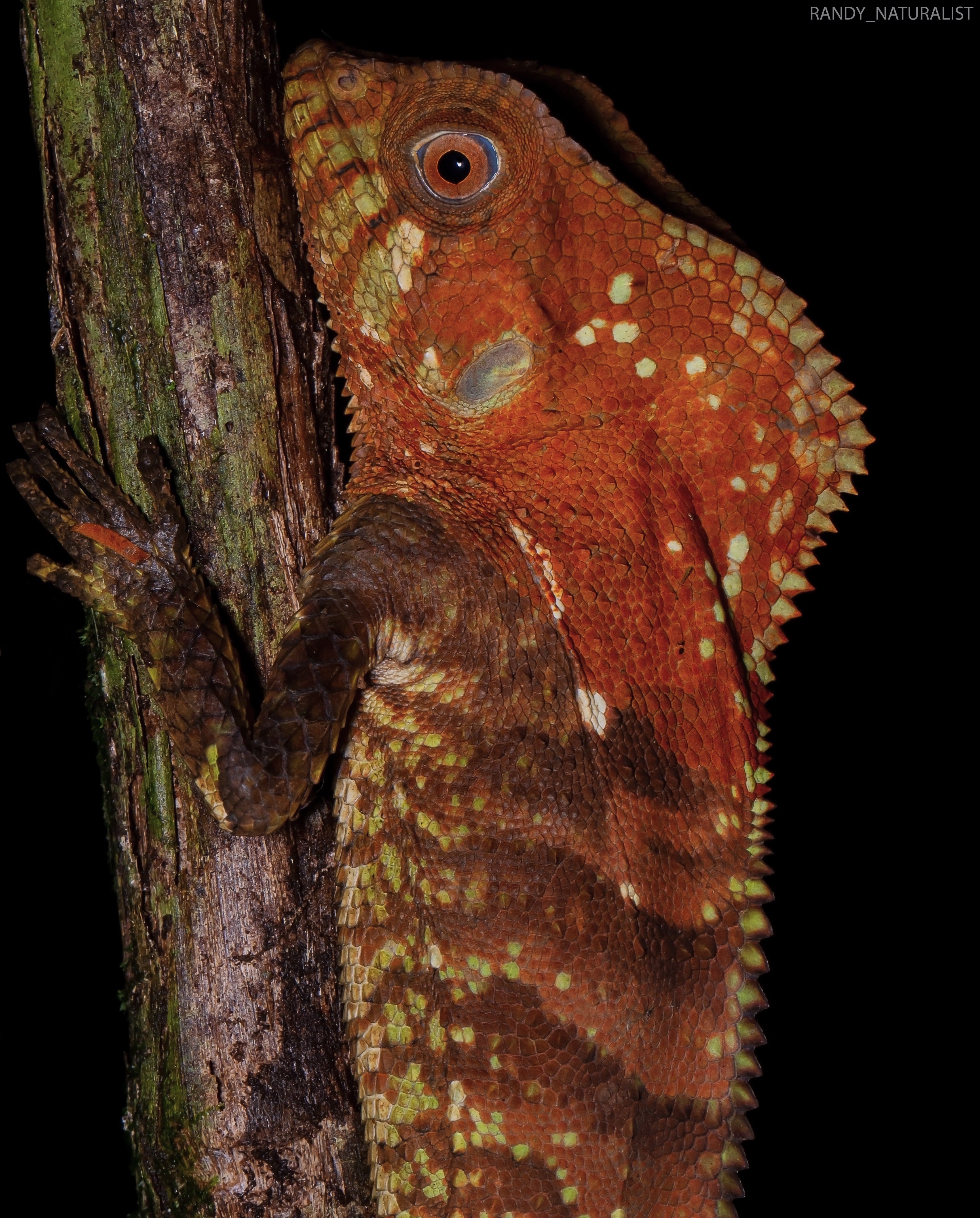 Randy Gómez Alvarado es un siquirreño de la pura cepa, tiene 25 años, es guía naturalista casi desde que nació, le encanta la observación de aves y todo tipo de animales, y está orgulloso de haber logrado una superfoto que le dio la vuelta al mundo