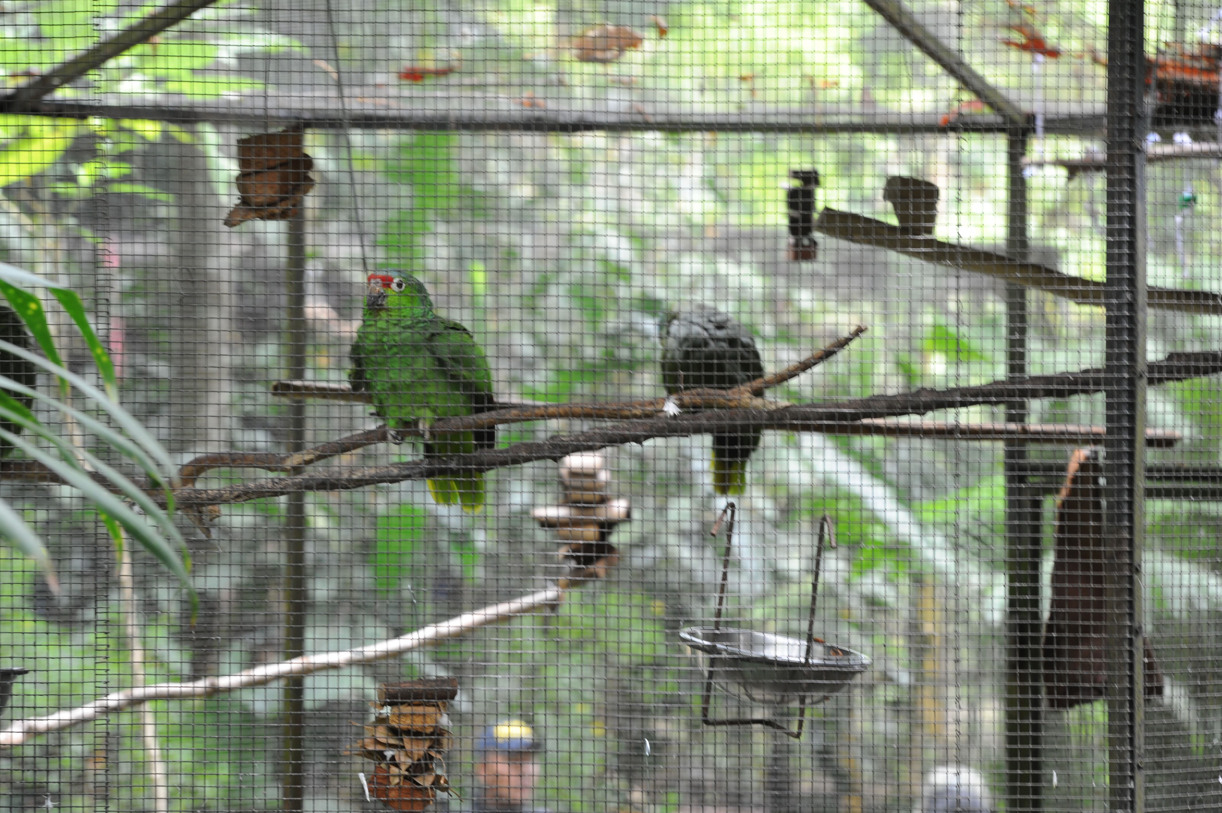 Traslado de animales del Simón Bolivar