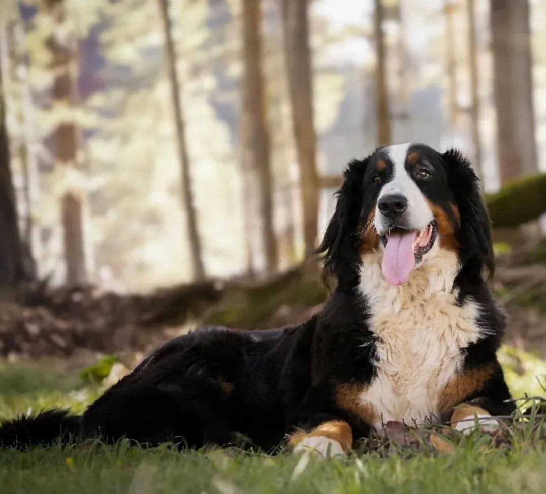 Berna, de raza Boyero de Montaña Bernés, es pionera de un escuadrón de perros que visita hospitales, pacientes con cáncer y hogares de adultos mayores para llevar compañía y cariño.