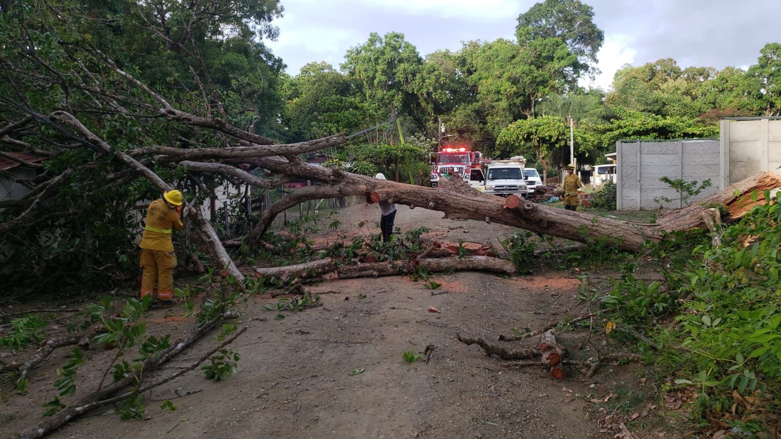 Un árbol cayó sobre una casa y el cableado eléctrico