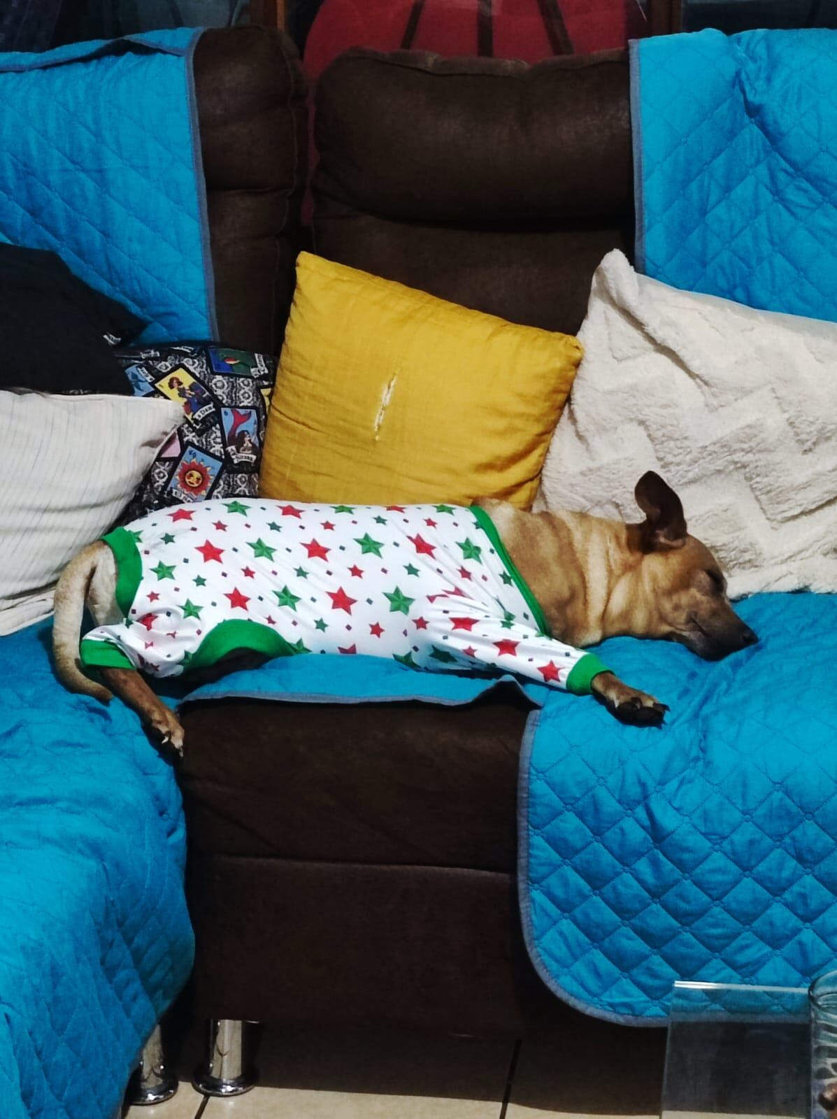 Sunny hace tres años era un perrito indigente que incluso fue abusado sexualmente, ahora vive como un rey con una familia de Calle Blancos