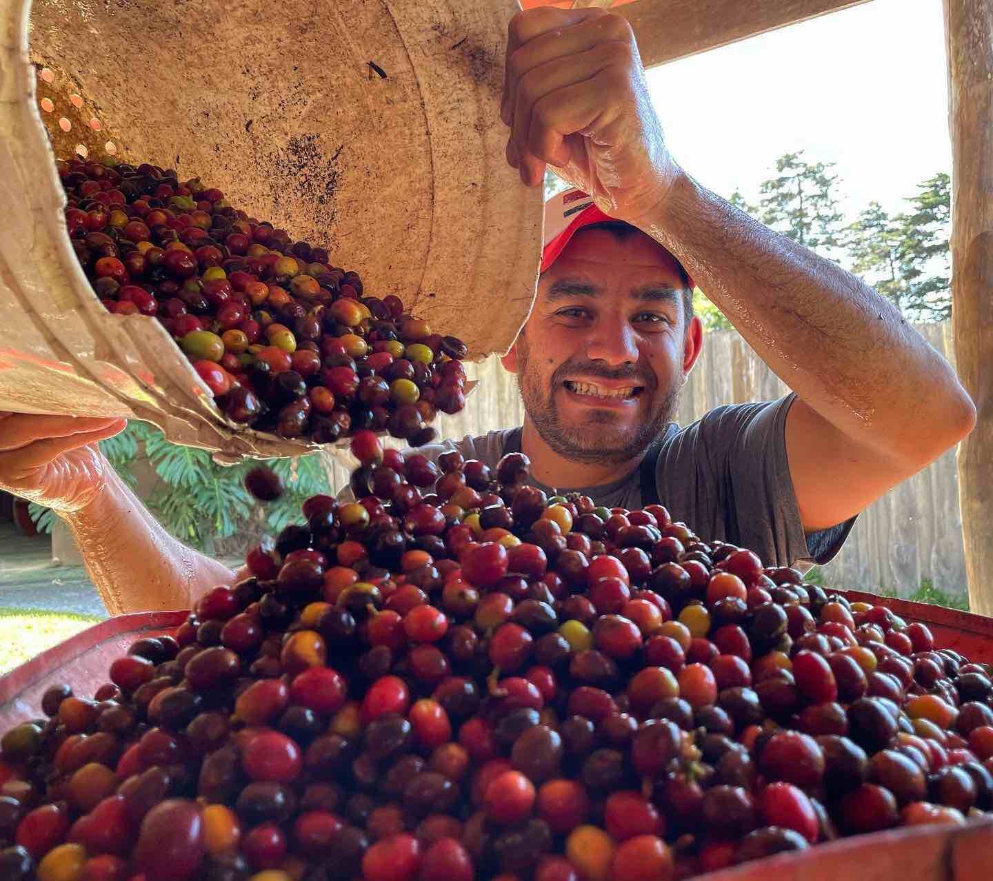 Monteverde, turismo, café