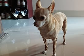 Ginger, la perrita chihuahua que sanó el corazón de su dueña en medio del cáncer