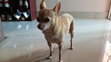 Ginger, la perrita chihuahua que sanó el corazón de su dueña en medio del cáncer