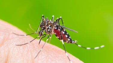 Mujer embarazada que tuvo dengue: “Tenía temor de que le pasara algo a mi bebé”