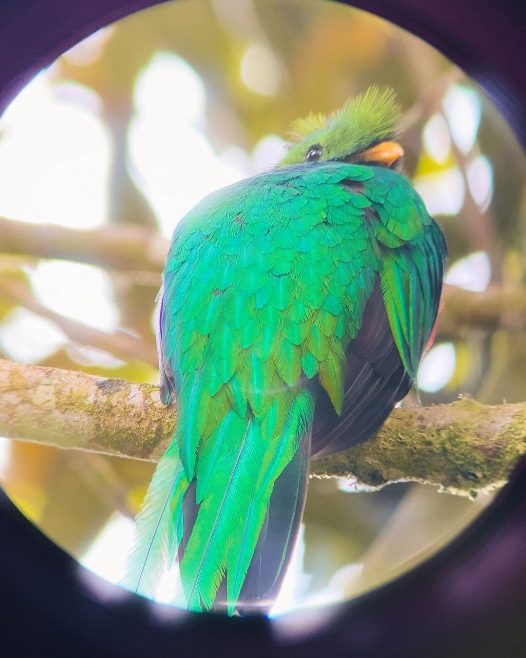 San Gerardo de Dota cuenta con una variada flora y fauna.