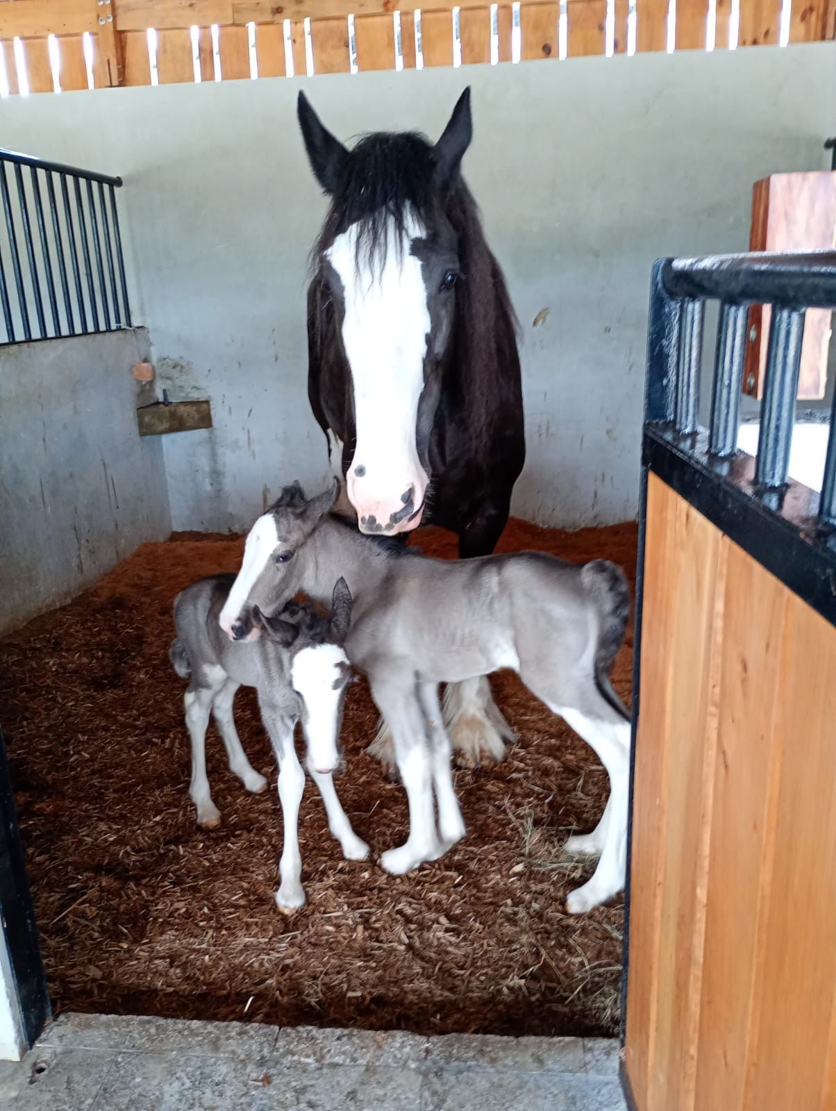 Una de las yeguas es un pelo más baja que la otra, lo que a veces le impide poder amamantarse. Foto: Cortesía Gustavo Chaves.