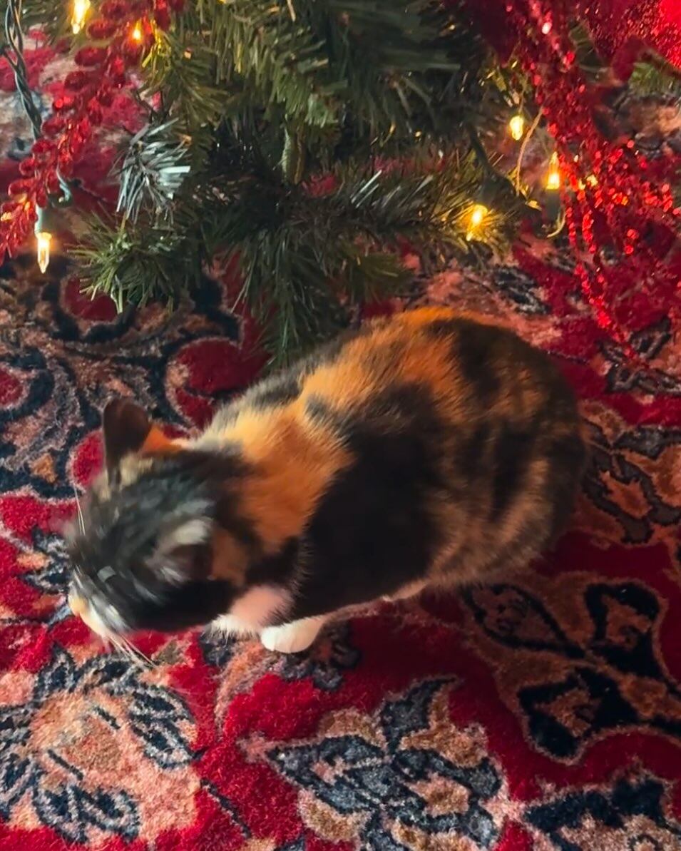 Elena Correa, modelo y cantante