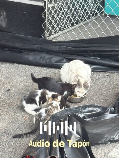 Una familia de gatos son los nuevos integrantes del grupo de Mira quién baila