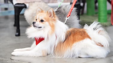 Reconocida tienda prohibirá ingreso de mascotas tras nuevas disposiciones del Ministerio de Salud