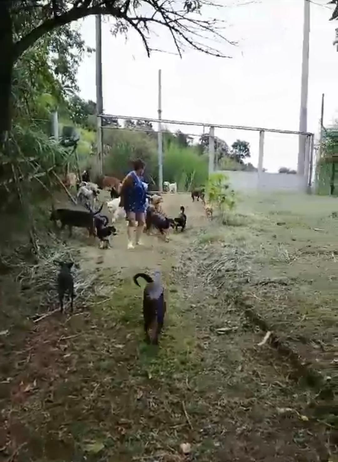 Gerardina Segura cuida actualmente a más de 40 perros rescatados en Cartago.