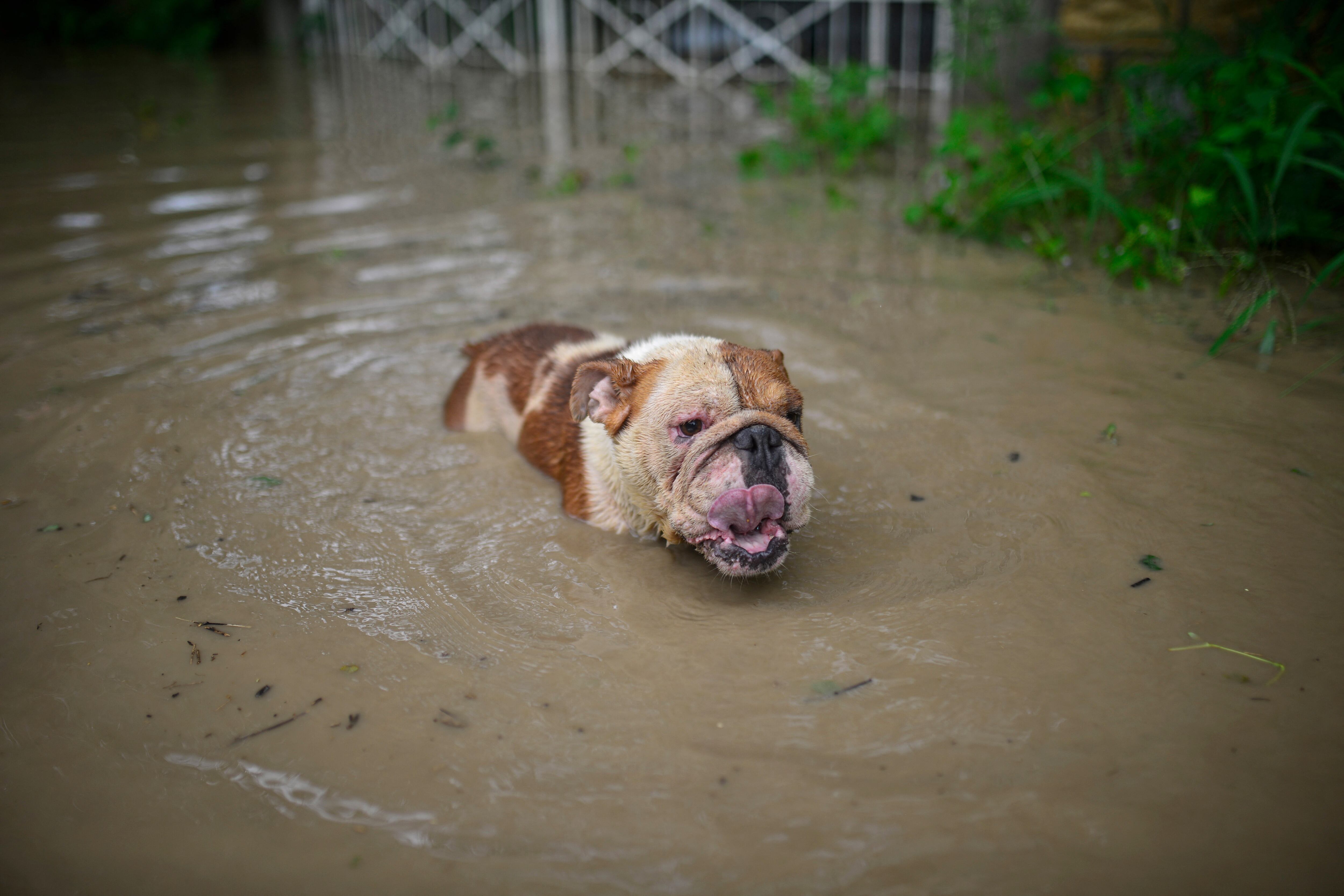 Este perro intenta salvar su vida tras las inundaciones en la Sierra Madre Oriental. (AFP)