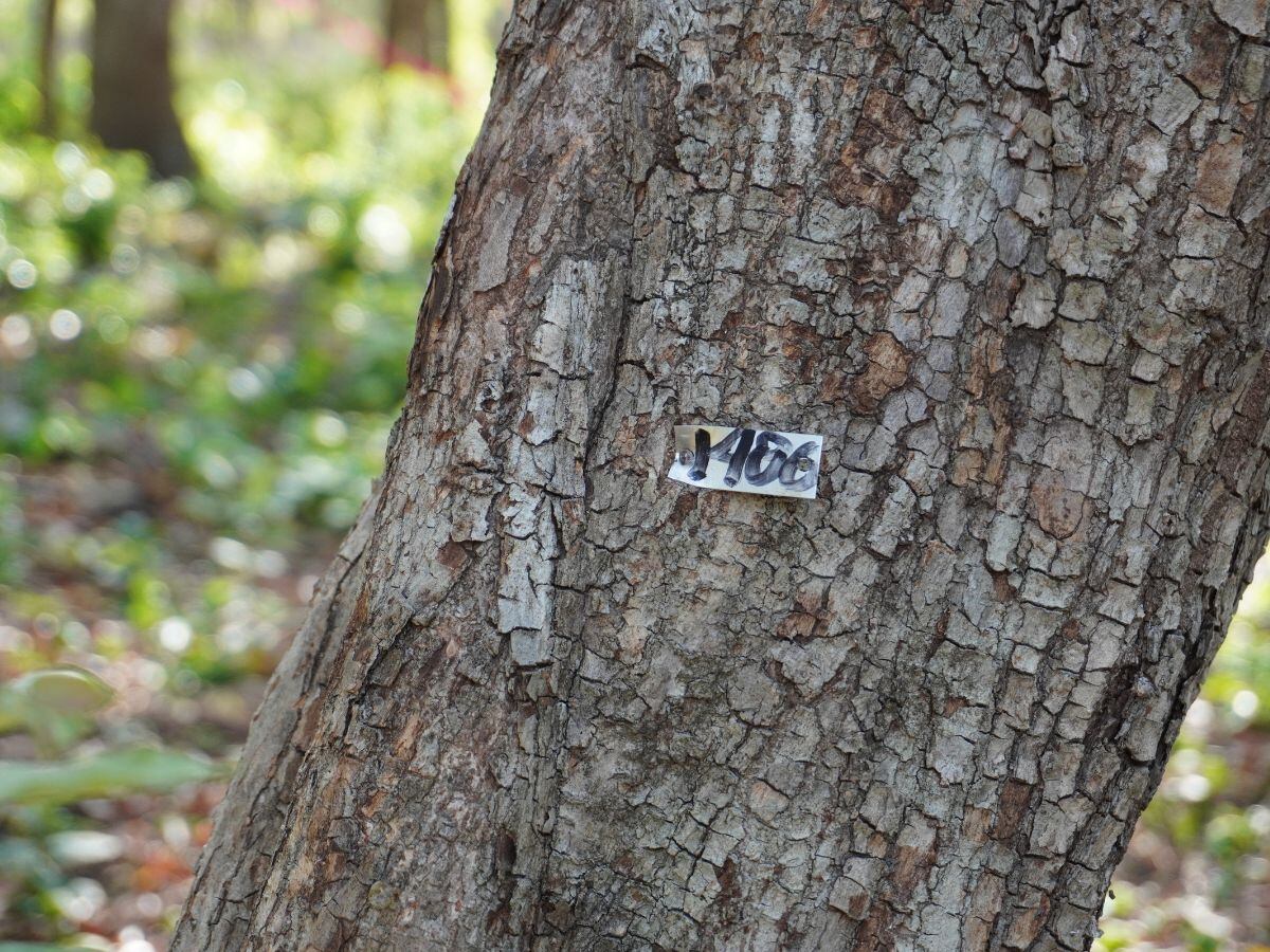 Los vecinos de Playa Panamá temen por la viabilidad ambiental de este proyecto.