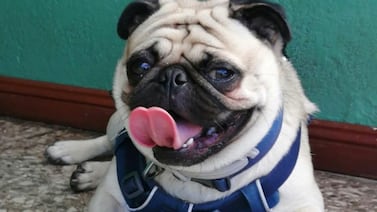 Donatello, el pug que se metió en la cama, en la playa y en el corazón de una tica que juraba no amar perros