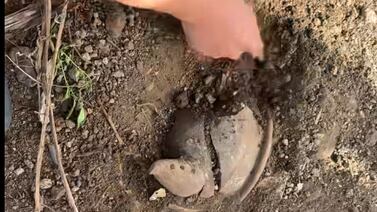 Video muestra increíble hallazgo en sitio donde se construirá nuevo PriceSmart en Heredia