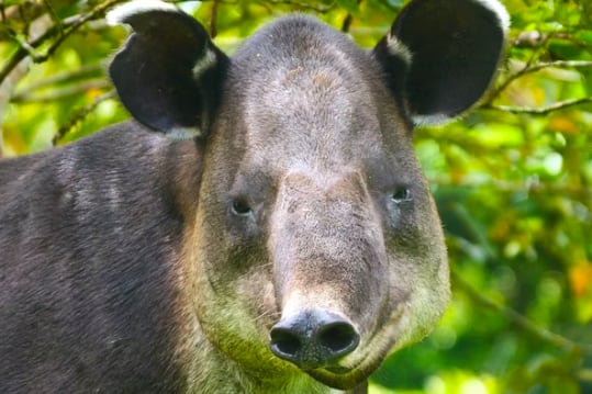 Conozca de cerca a la danta en un destino entre volcanes con una variedad de atractivos.