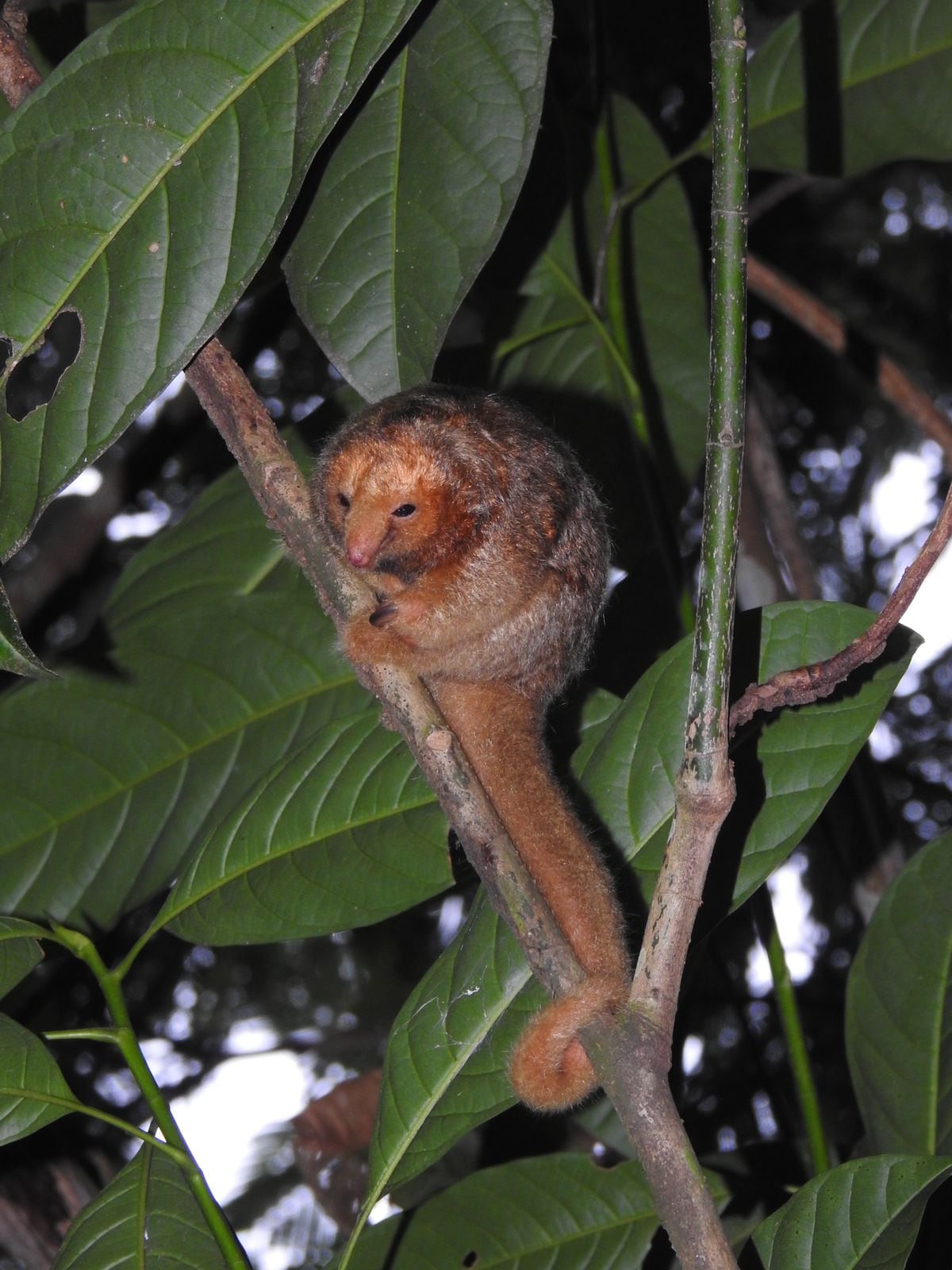 Oso hormiguero más pequeño del mundo y en peligro de extinción visita el mismo bosque que el Águila Arpía en San Carlos