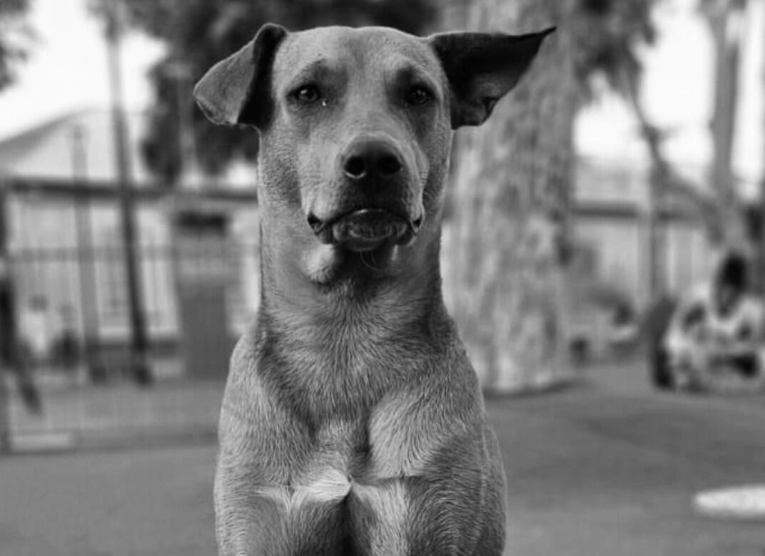 Canelo era un perrito que vivía en el parque de San Ramón, un hombre lo mató