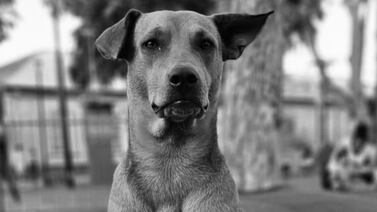 Sentencian a hombre que mató a puñaladas al perrito Canelo