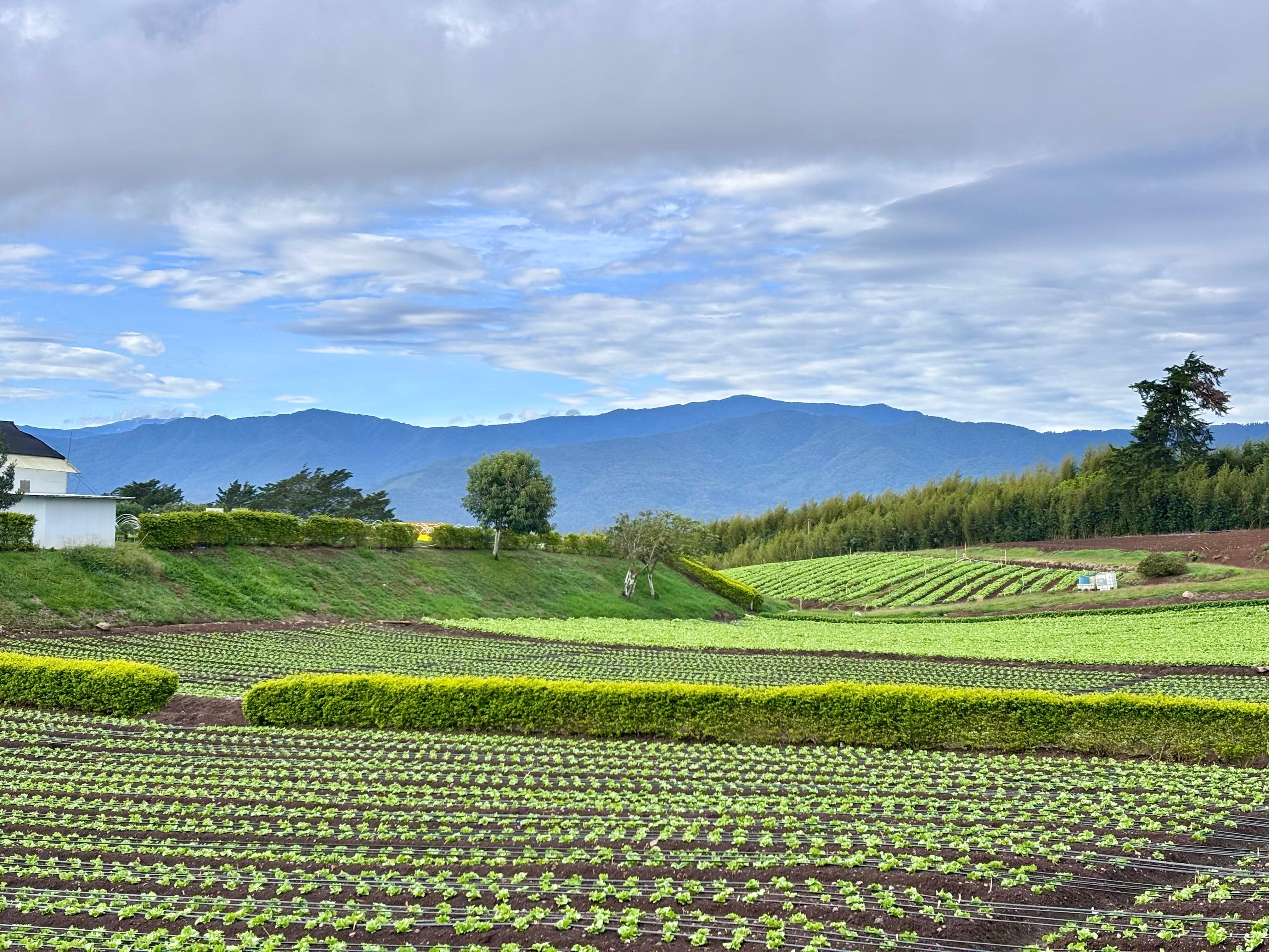 VEGETALES FRESQUITA MCDONALD'S
