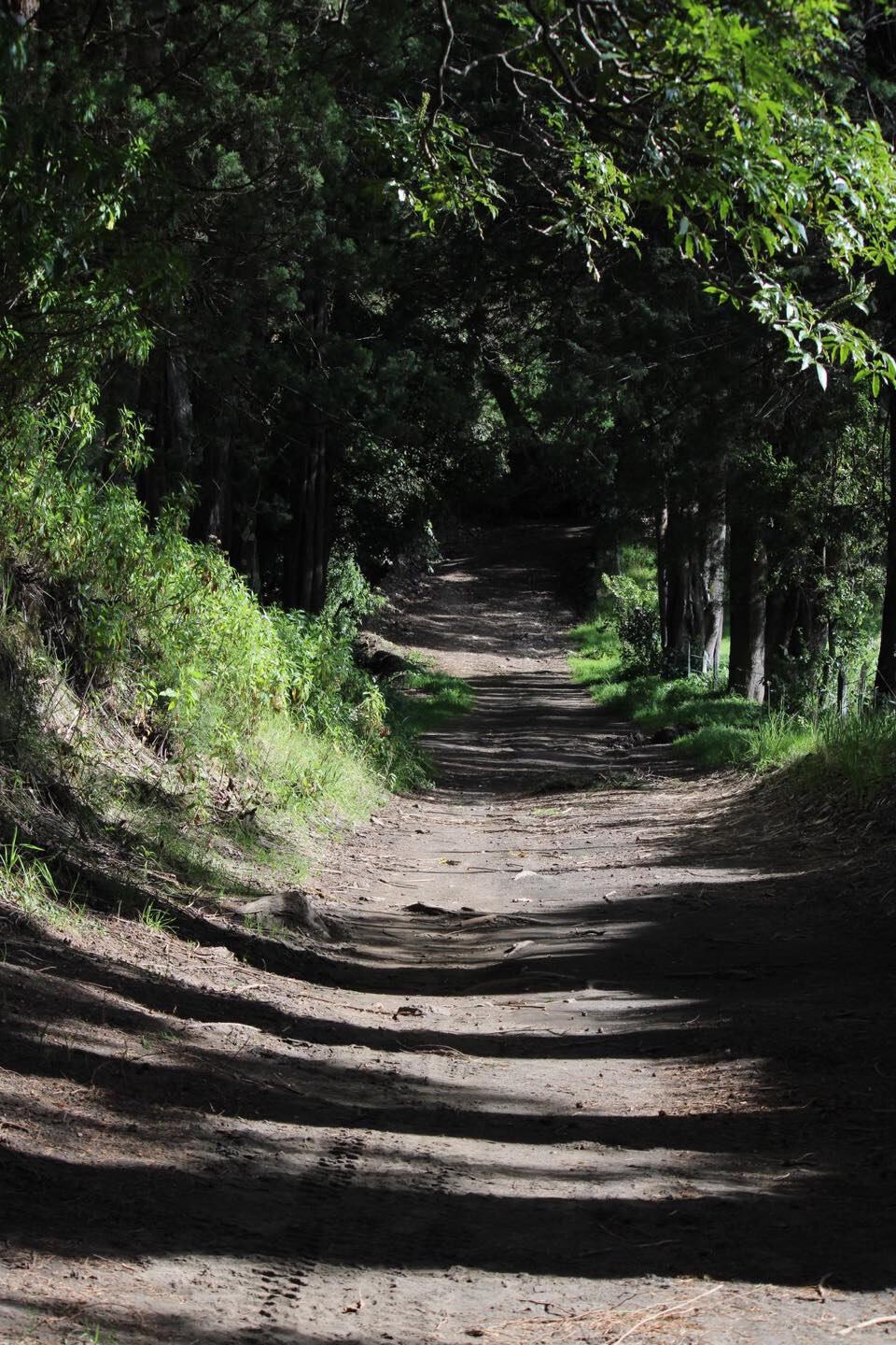 En la  Caminata Navideña 2023, podrá comerse un rico tamal muy cerca del Irazú. (Tomada de Facebook)