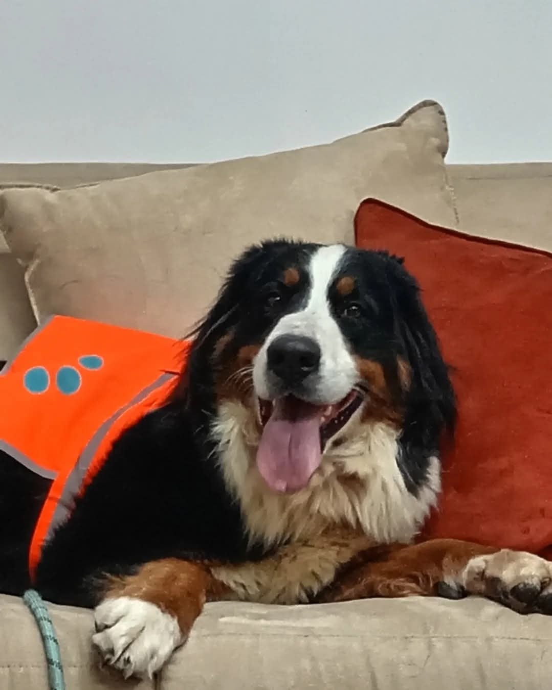 Berna, de raza Boyero de Montaña Bernés, es pionera de un escuadrón de perros que visita hospitales, pacientes con cáncer y hogares de adultos mayores para llevar compañía y cariño.
