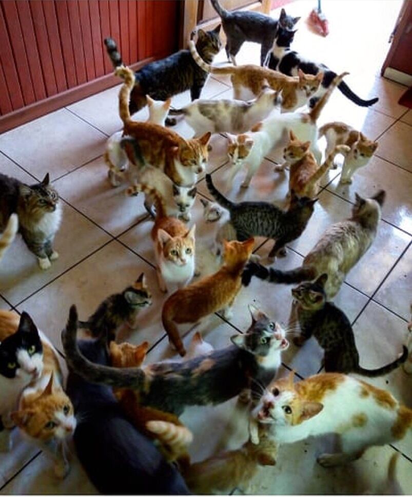 Gatos de Teresita Borge