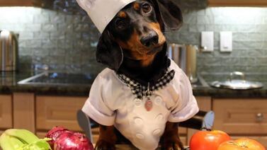 Chef profesional cambió de clientes, ahora le cocina a perros