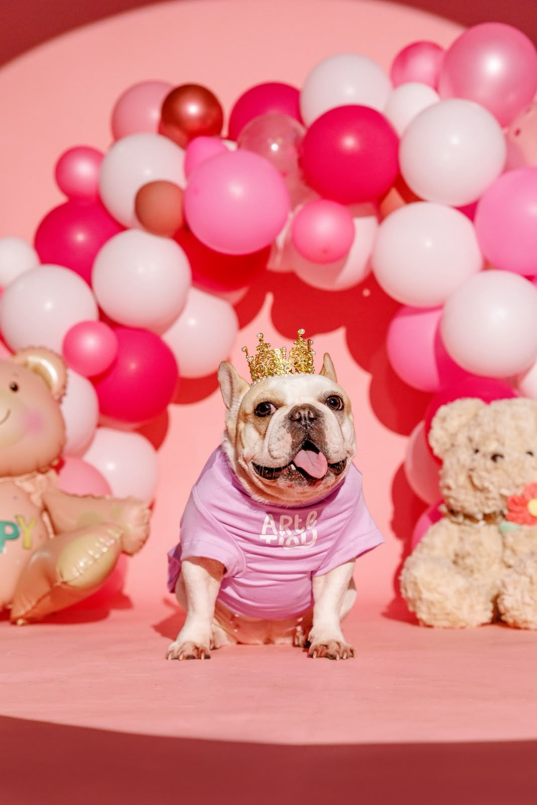 Si la elegancia tuviera cuatro patas, probablemente se llamaría Sarita. Esta bulldog francés, vecina del barrio El Cocal, en el centro de Puntarenas, es una pequeña diva que disfruta posar frente a las cámaras, lucir accesorios y salir de paseo bien arreglada.