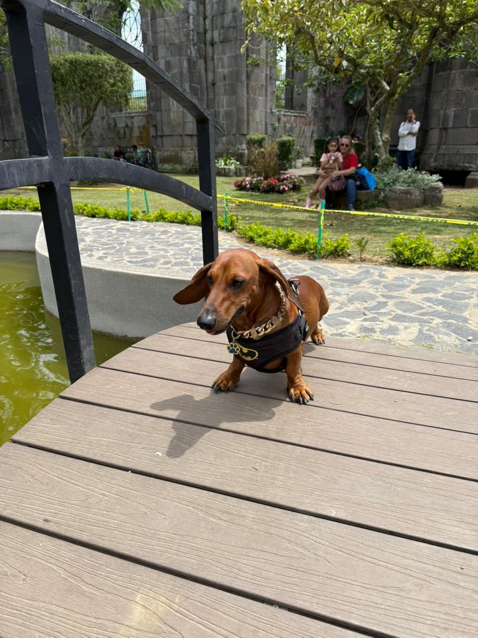 En Cartago hay un perrito salchicha que ya se ganó fama de celebridad de barrio. Se llama Bobby, tiene apenas dos años y cuando sale a caminar parece a Mr.T, porque anda una enorme cadena dorada en el cuello y con una actitud de galán que derrite a cualquiera. En la foto, con la mamá humana Shirley Estrada Badilla