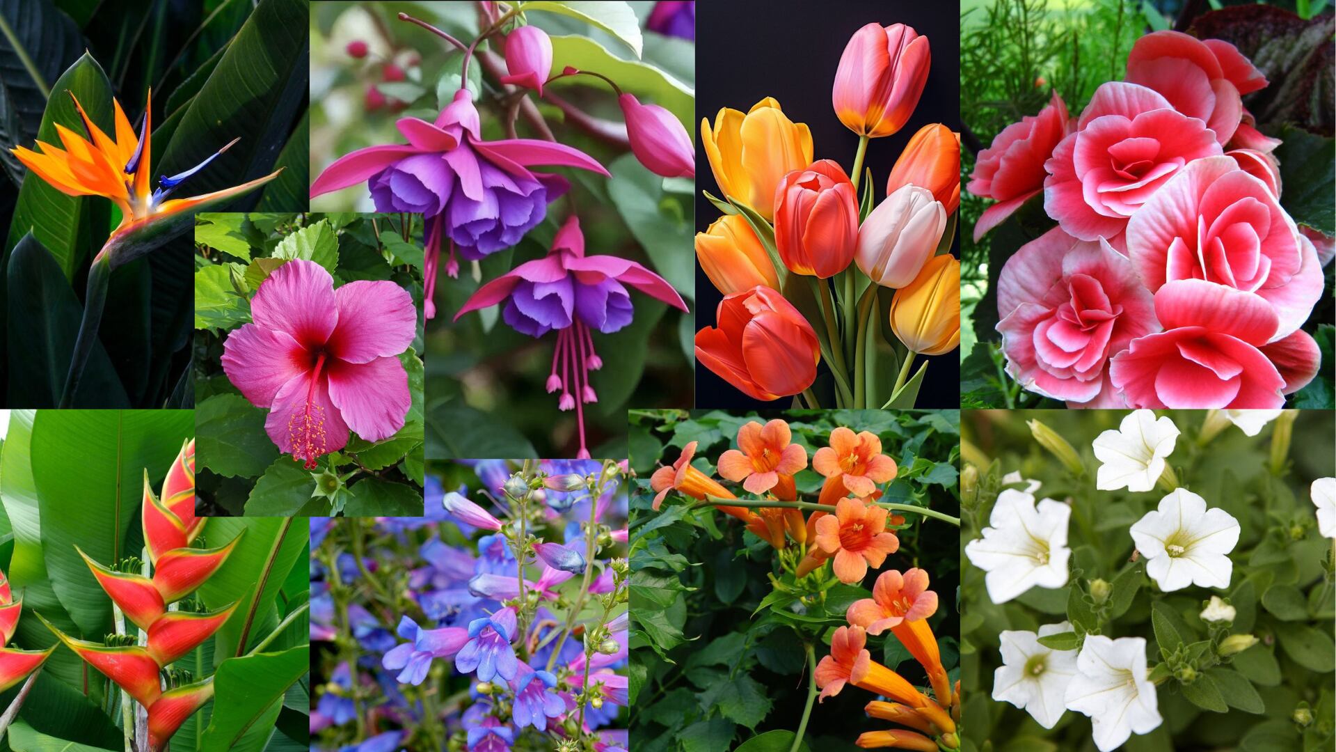 Plantas