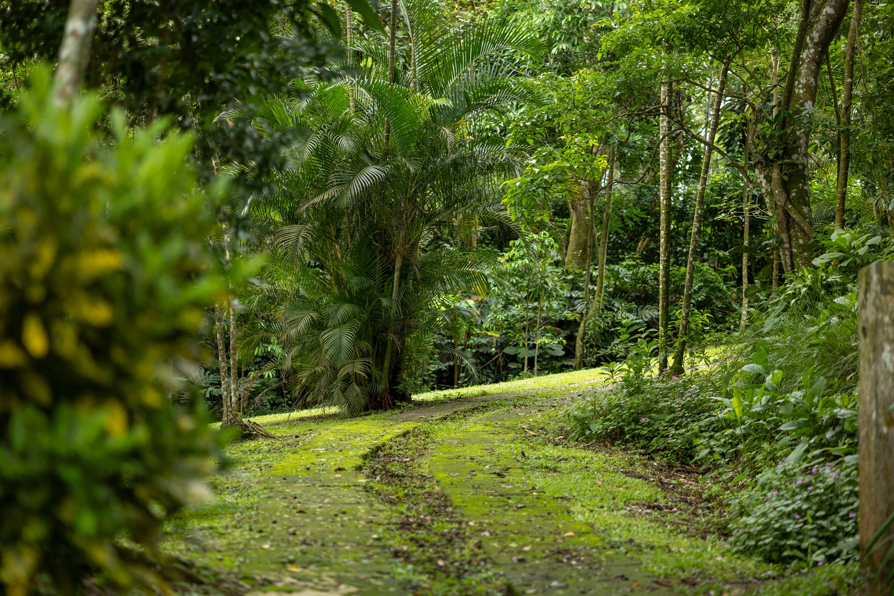 18/06/2024, Alajuela, San Ramón, recorrido por el Parque de Aventura Ecomusas, para experimentar todos sus atractivos.
