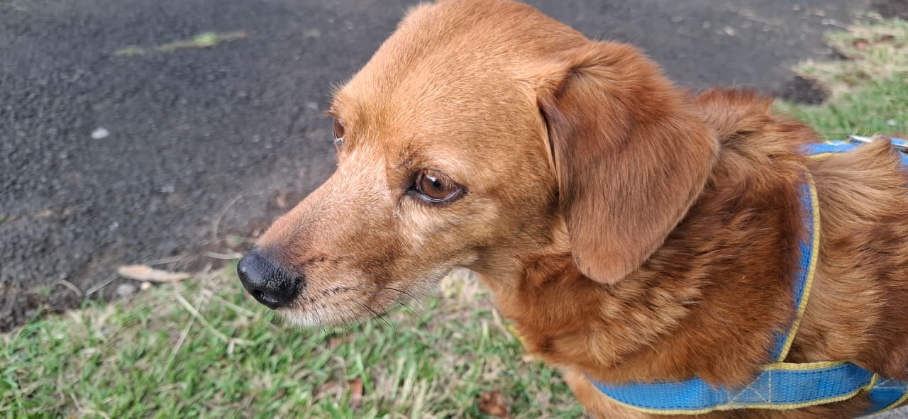 Bobby, un perrito raza “zaguate pura sangre” de 9 años, se convirtió en el compañero inseparable de una familia de Paso Ancho gracias a un inesperado flechazo que cambió sus vidas para siempre.