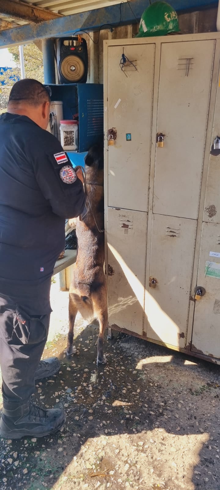 Si hay alguien en Costa Rica que puede decir con orgullo que ha dedicado su vida a los perros policía, es José Castillo Rodríguez. Castillo es el fundador de UTAC-K9, la Unidad Táctica K9, una empresa especializada en el adiestramiento de perros para varios tipos de trabajos de seguridad