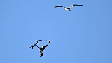 Gaviotas que se robaron el show en el cónclave esconden un problema que atormenta a Roma