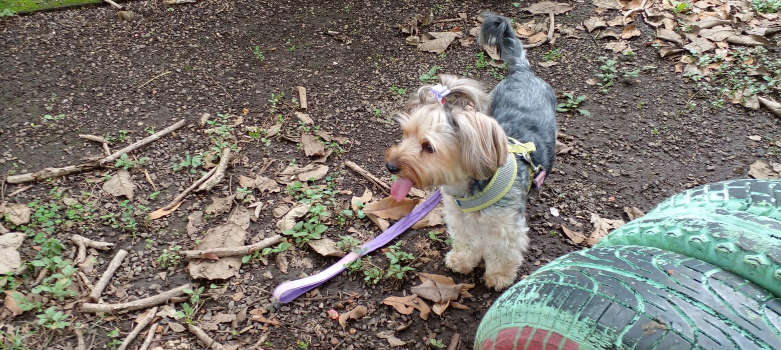 Frida es una perrita que llena de ladridos de amor a la familia Soto Rodríguez. Don Alexander Soto es el abuelito humano de esta peludita raza Yorkshire Terrier