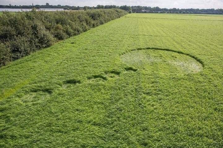 Ovni, dibujos en pastizales en Francia