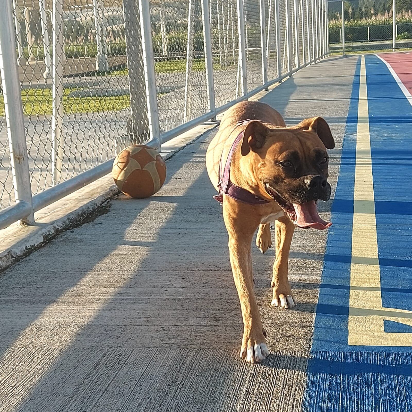 Marshall es una perrita que fue rescatada el 2 de agosto del año pasado y a pesar de ser raza bóxer con 5 años, fue adoptada por un joven de 19 años con autismo que se llama Antwan, según nos contó su mamá, doña María Aguilar Salazar