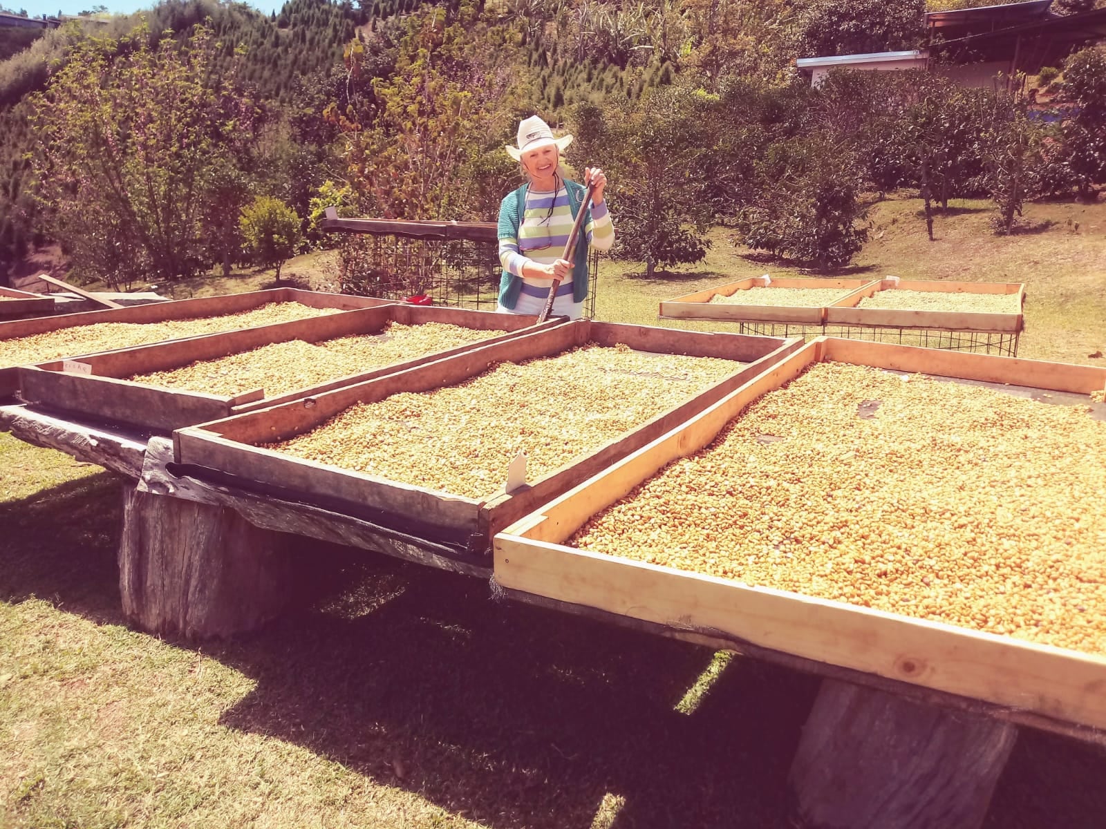 Don José María Fallas, mejor conocido como Pepe, y su esposa doña Daisy Elizondo, jamás imaginaron que, siendo ya ciudadanos de oro cultivarían café de la variedad Geisha al que le pusieron "Café Geisha".