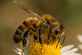 Costa Rica tomó una importante decisión para proteger a las abejas