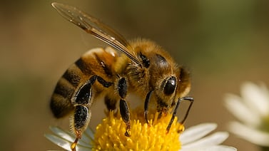 Costa Rica tomó una importante decisión para proteger a las abejas