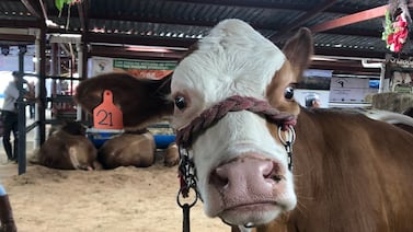 Cámara Nacional de Productores de Leche manda fuerte mensaje a gobierno de Panamá por bloqueo comercial